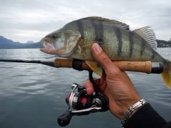 Mitchell 300 Pro Werpmolen -Fishing World Verkoop mitchell mitchell 300 pro werpmolen 5