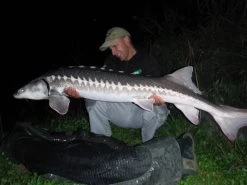 Mitchell Avocast Free Spool Baitrunner 11 Mitchell Avocast Free Spool Baitrunner -Fishing World Verkoop mitchell mitchell avocast free spool baitrunner 3