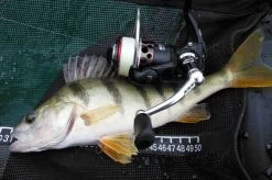 Mitchell Mag Premier Zeemolen -Fishing World Verkoop mitchell mitchell mag premier zeemolen 3