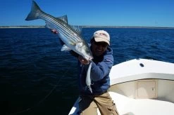 Sebile Koolie Minnow Long Lip Jerkbait Kunstaas -Fishing World Verkoop sebile sebile koolie minnow long lip jerkbait kuns 3